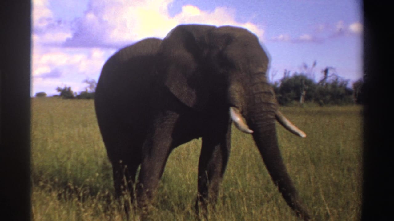 1969 Nigeria 8mm frame showing an elephant crossing open grassland, with tusks, tall grass, and scattered clouds visible.