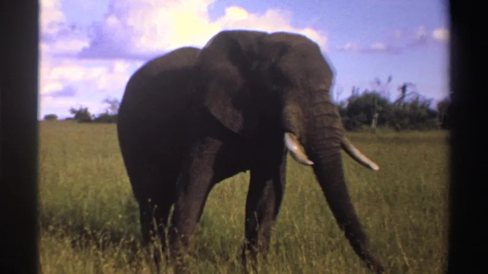 1969 Nigeria 8mm frame showing an elephant crossing open grassland, with tusks, tall grass, and scattered clouds visible.