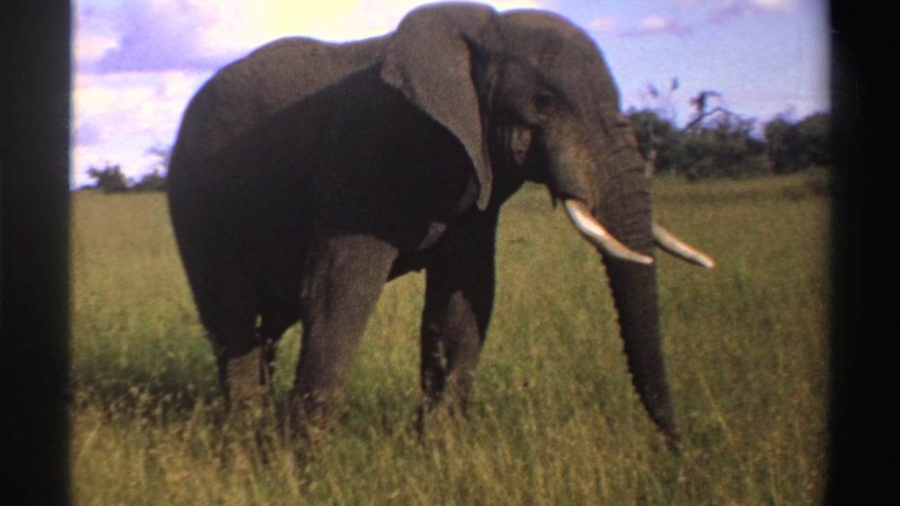 1969 Nigeria 8mm frame showing a tusked African elephant in sunlit savanna grass with low trees and clouds behind it.