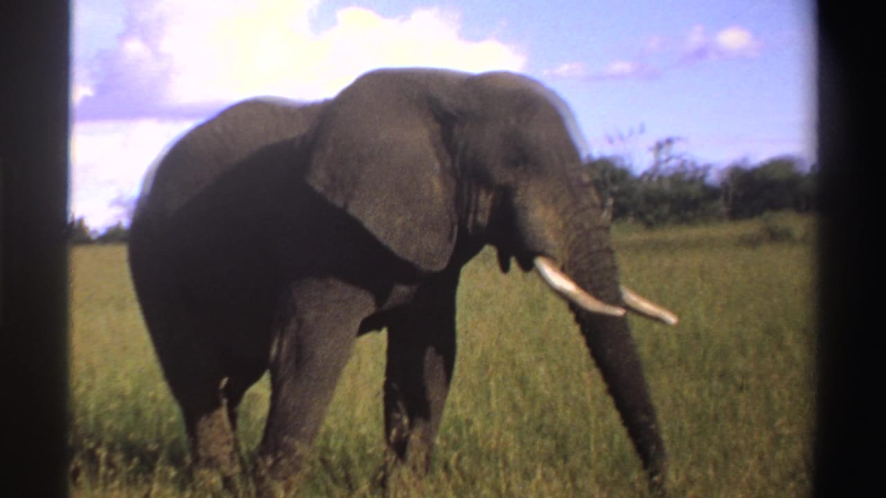 1969 Nigeria 8mm frame of a tusked elephant seen from the side in open grassland, with a tree line and cloudy sky in the background.