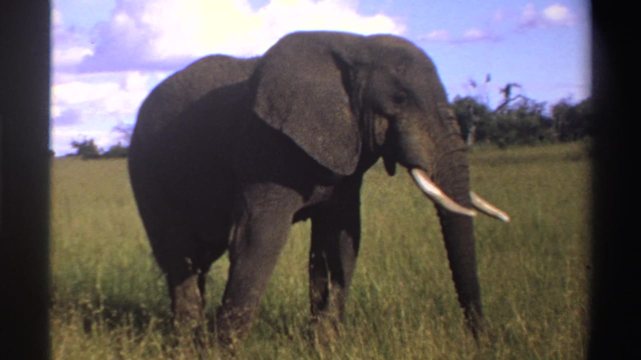 1969 Nigeria 8mm frame showing the elephant closer to camera, partly shadowed, with tusks, trunk, tall grass, and bright sky visible.