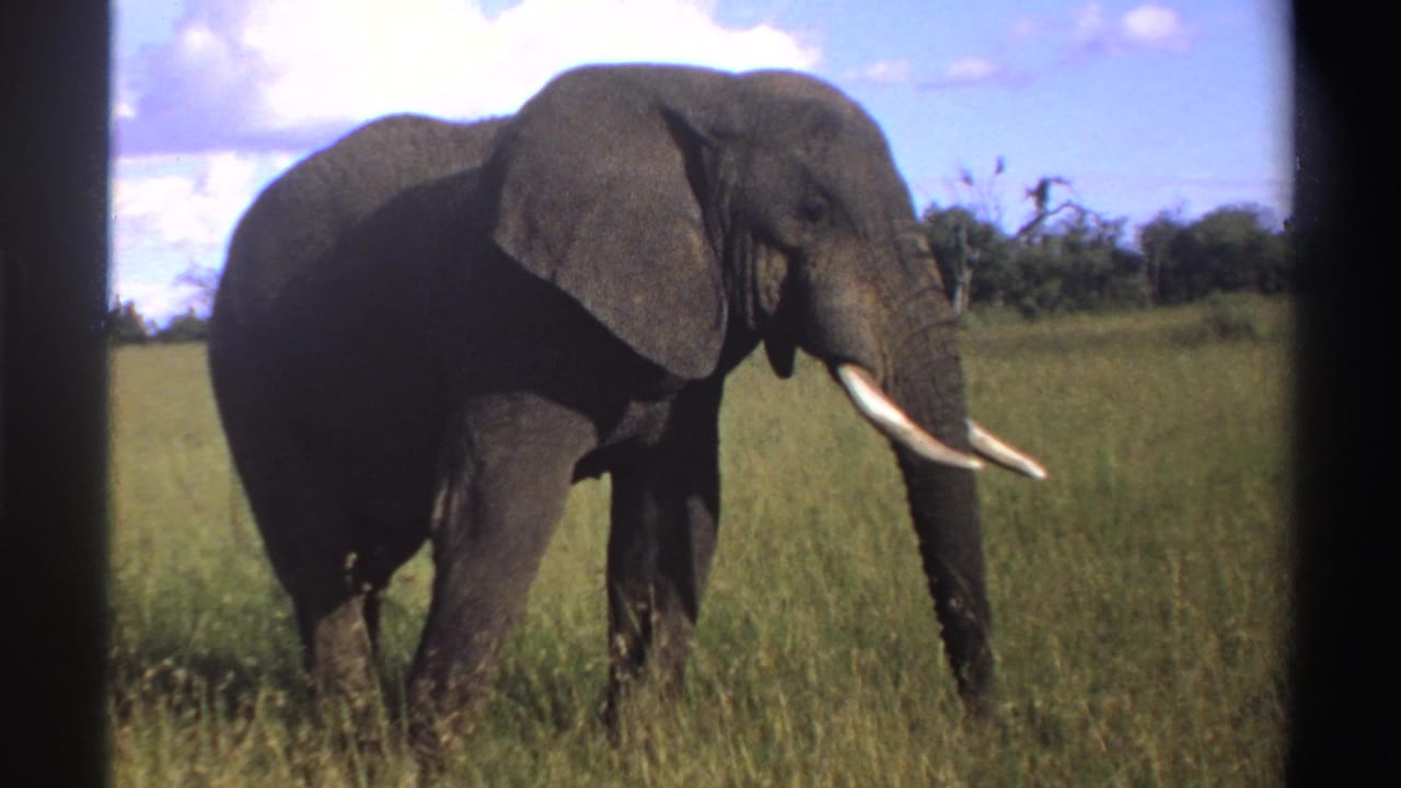 1969 Nigeria 8mm frame of a tusked elephant standing in savanna grass, framed by a dark film edge with trees and clouds beyond.