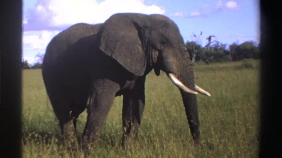 1969 Nigeria 8mm frame of a tusked elephant standing in savanna grass, framed by a dark film edge with trees and clouds beyond.