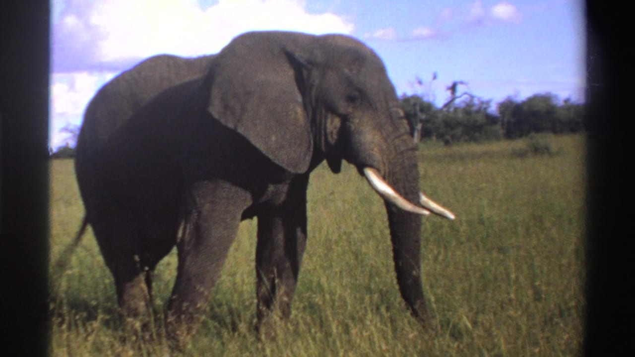 Tusked elephant standing in tall grass under a bright sky.