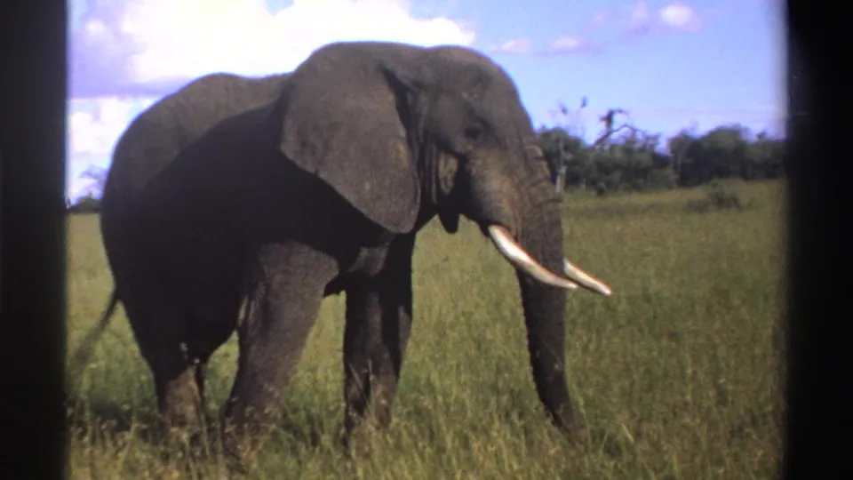 1969 Nigeria 8mm frame showing a tusked elephant paused in tall savanna grass beneath blue sky and clouds.