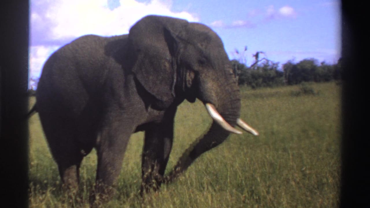 1969 Nigeria 8mm frame showing the elephant stepping forward through grass, with tusks and trunk visible.