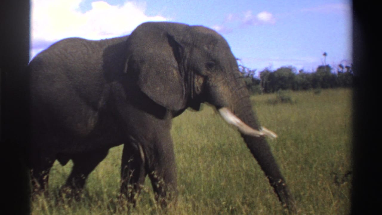 1969 Nigeria 8mm frame with a closer view of the elephant moving across tall grass, trunk lowered and tusks blurred by motion.