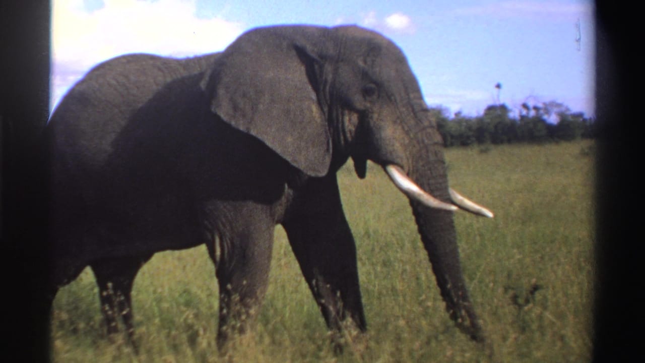 1969 Nigeria 8mm frame showing the elephant in profile, trunk extended as it moves through sunlit grassland.