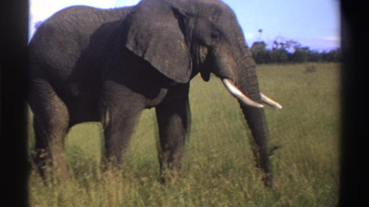 Side view of a tusked elephant standing in tall grass beneath blue sky.