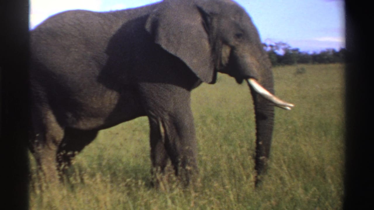 1969 Nigeria 8mm frame of a tusked African elephant moving slowly through grass, with blue sky and distant shrubs behind it.