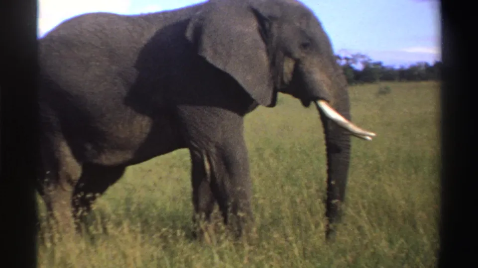 1969 Nigeria 8mm frame of a tusked African elephant moving slowly through grass, with blue sky and distant shrubs behind it.
