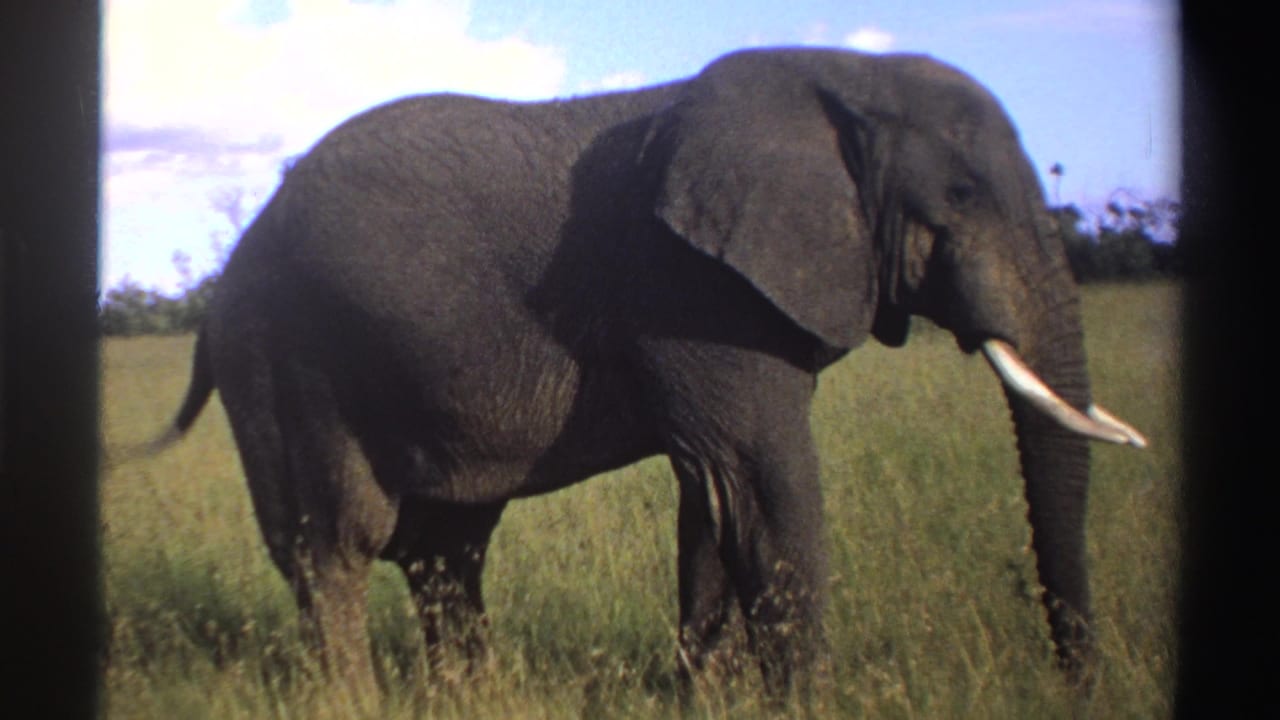 1969 Nigeria 8mm frame showing an African elephant in profile, tail extended and tusks visible, crossing open grassland.