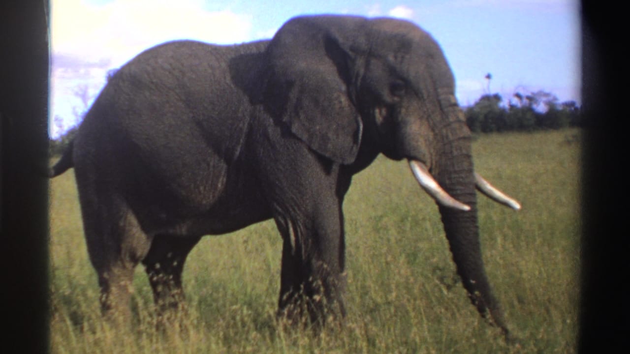 1969 Nigeria 8mm frame of a tusked African elephant walking through tall grass under bright sky with scattered white clouds.