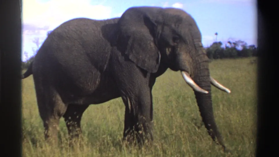 1969 Nigeria 8mm frame of a tusked African elephant walking through tall grass under bright sky with scattered white clouds.