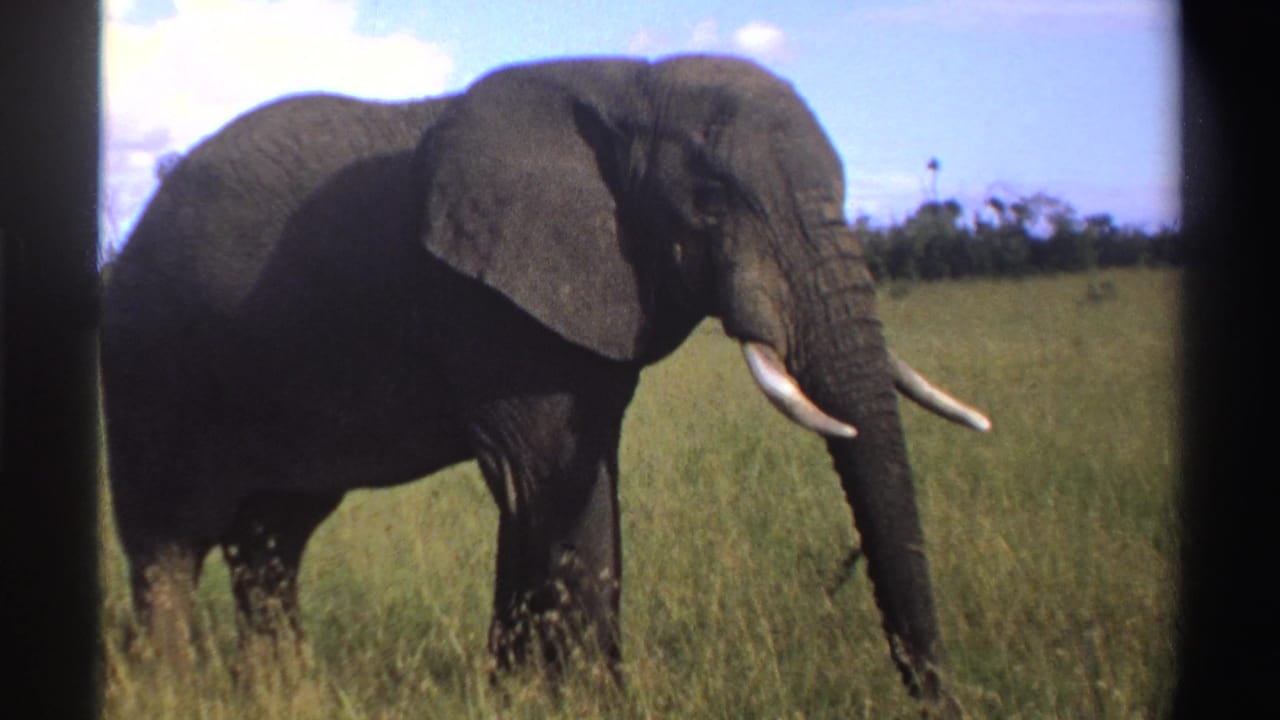 Tusked elephant walking through tall grass under a blue sky.