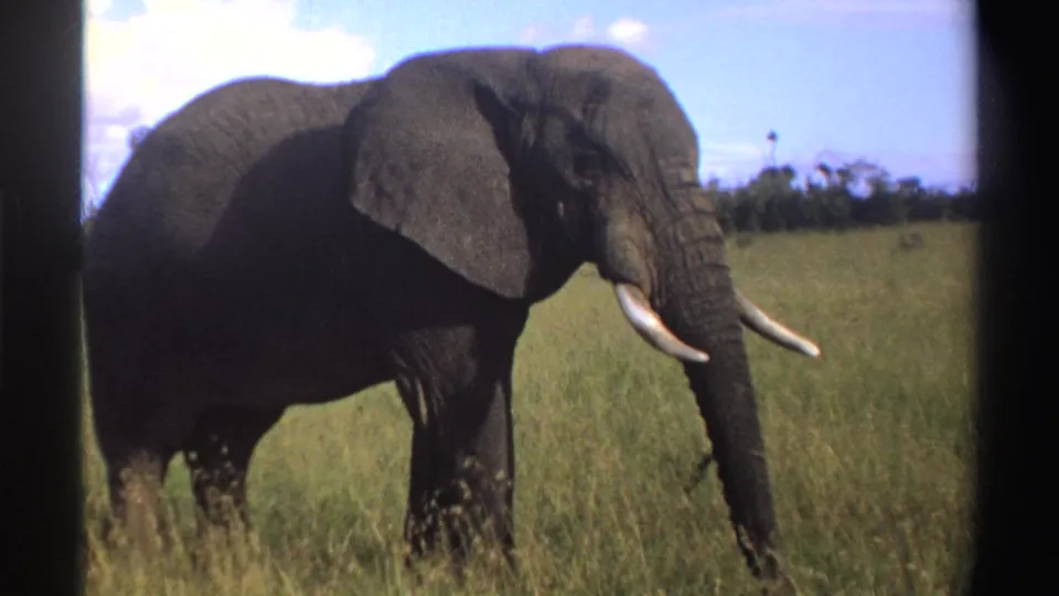 African elephant in Nigeria home-movie footage walks through tall green grass with tusks visible and a distant treeline behind it.
