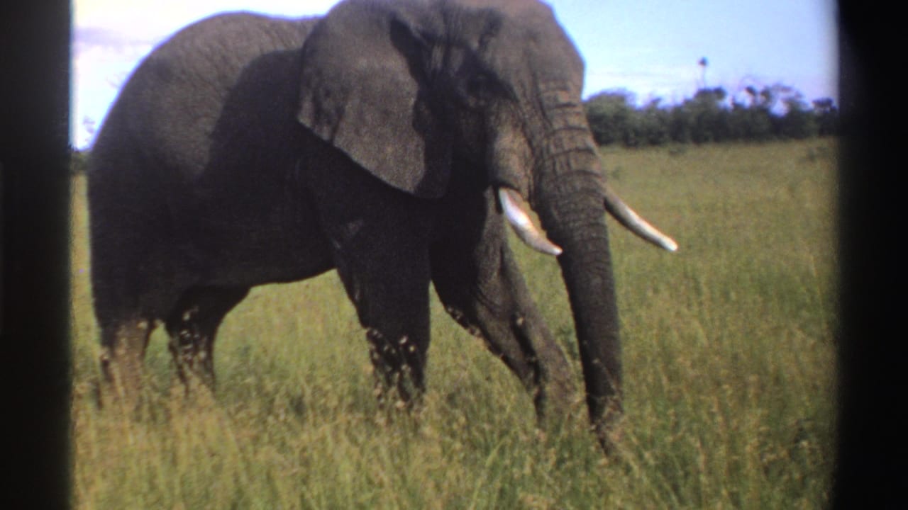 Elephant facing right with tusks visible in a grassy savanna.
