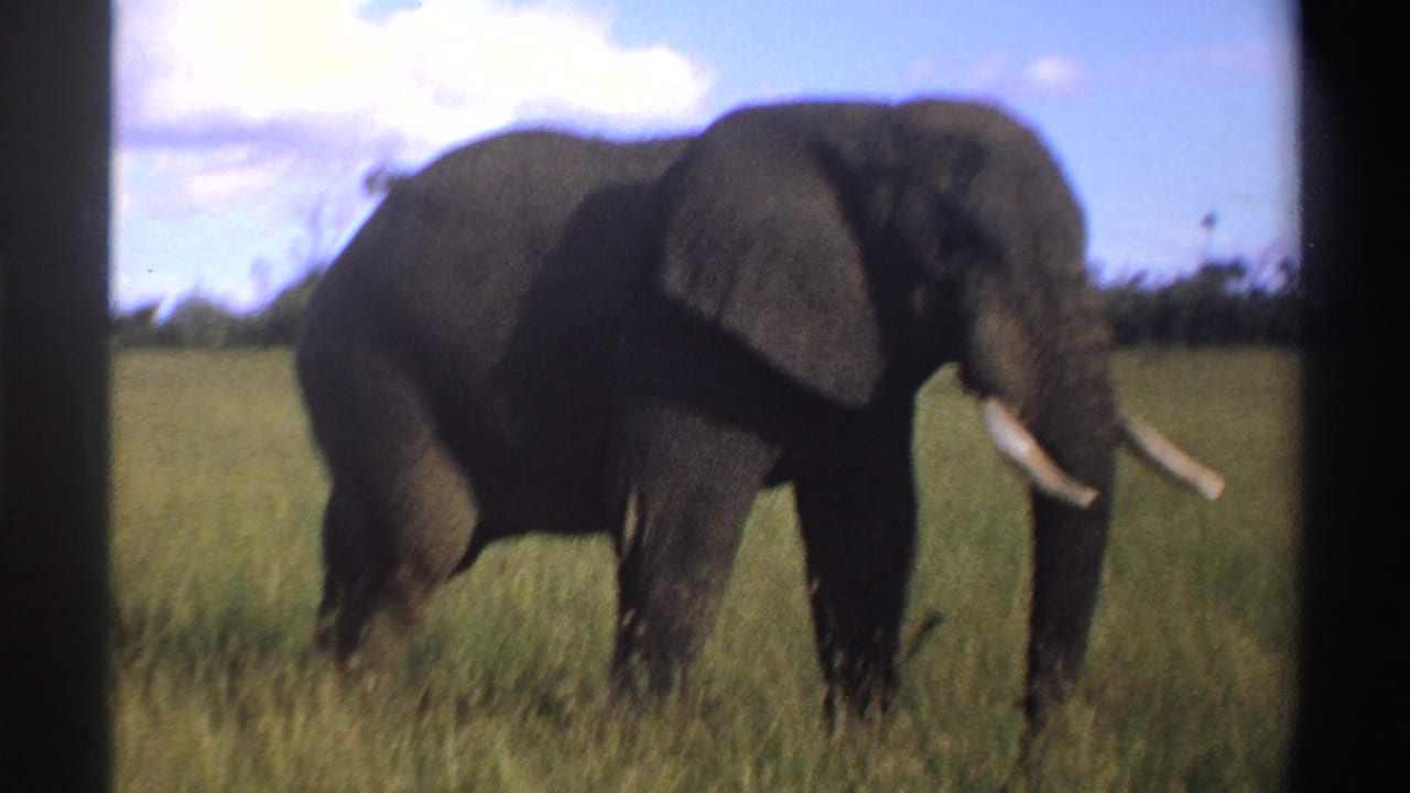 A slightly soft 8mm frame shows the elephant walking in tall grass, with its ear, tusks, and dark body visible against the open landscape.