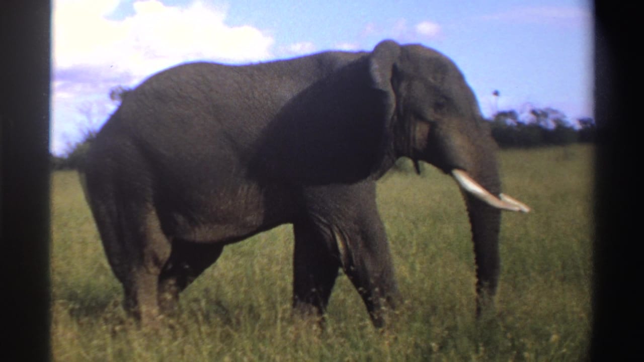 Side view of a tusked African elephant in Nigeria, standing or walking through tall grass with open sky and low vegetation in the background.