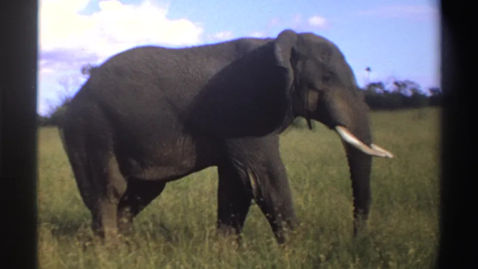 Side view of a tusked African elephant in Nigeria, standing or walking through tall grass with open sky and low vegetation in the background.