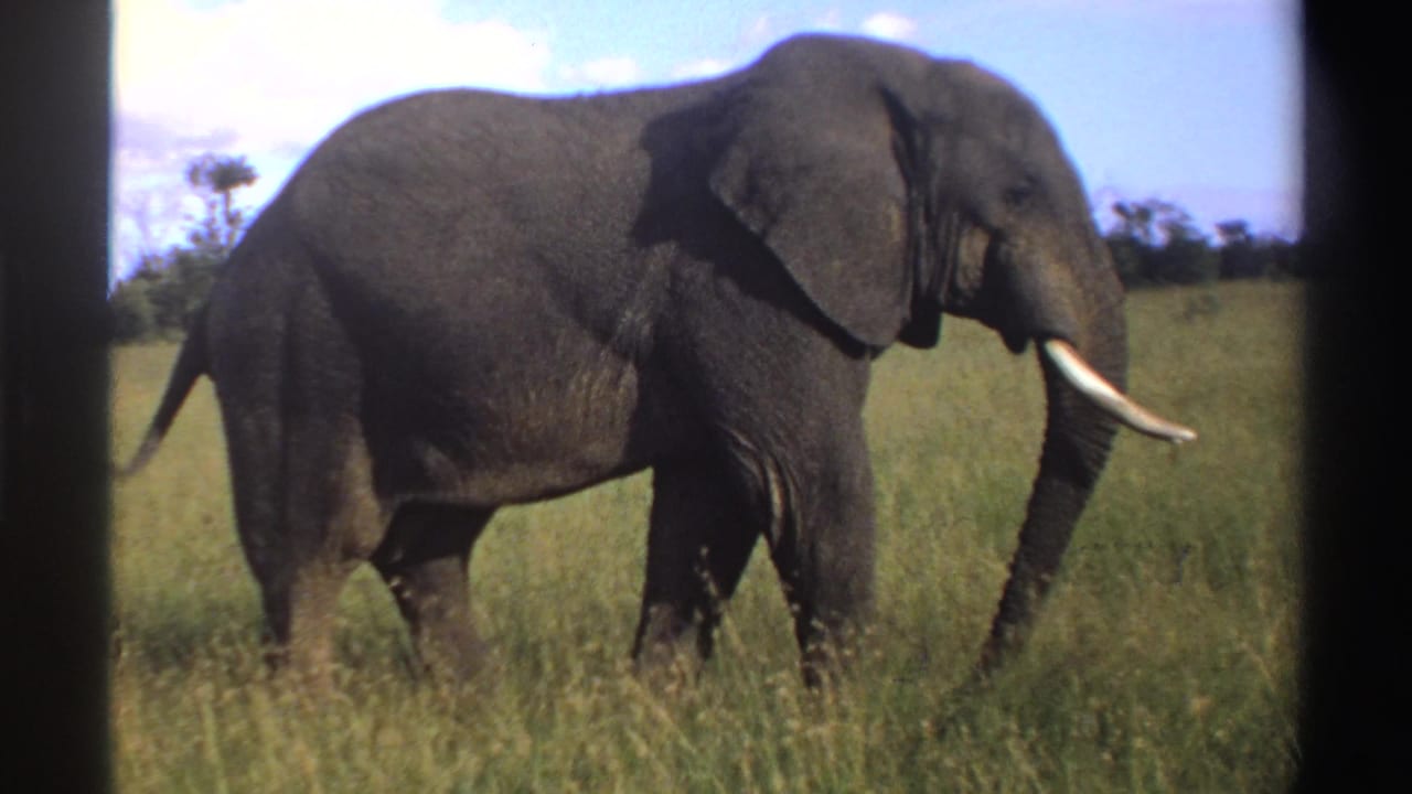 1969 Nigeria 8mm frame showing a lone tusked elephant walking through tall savanna grass beneath a clear sky.