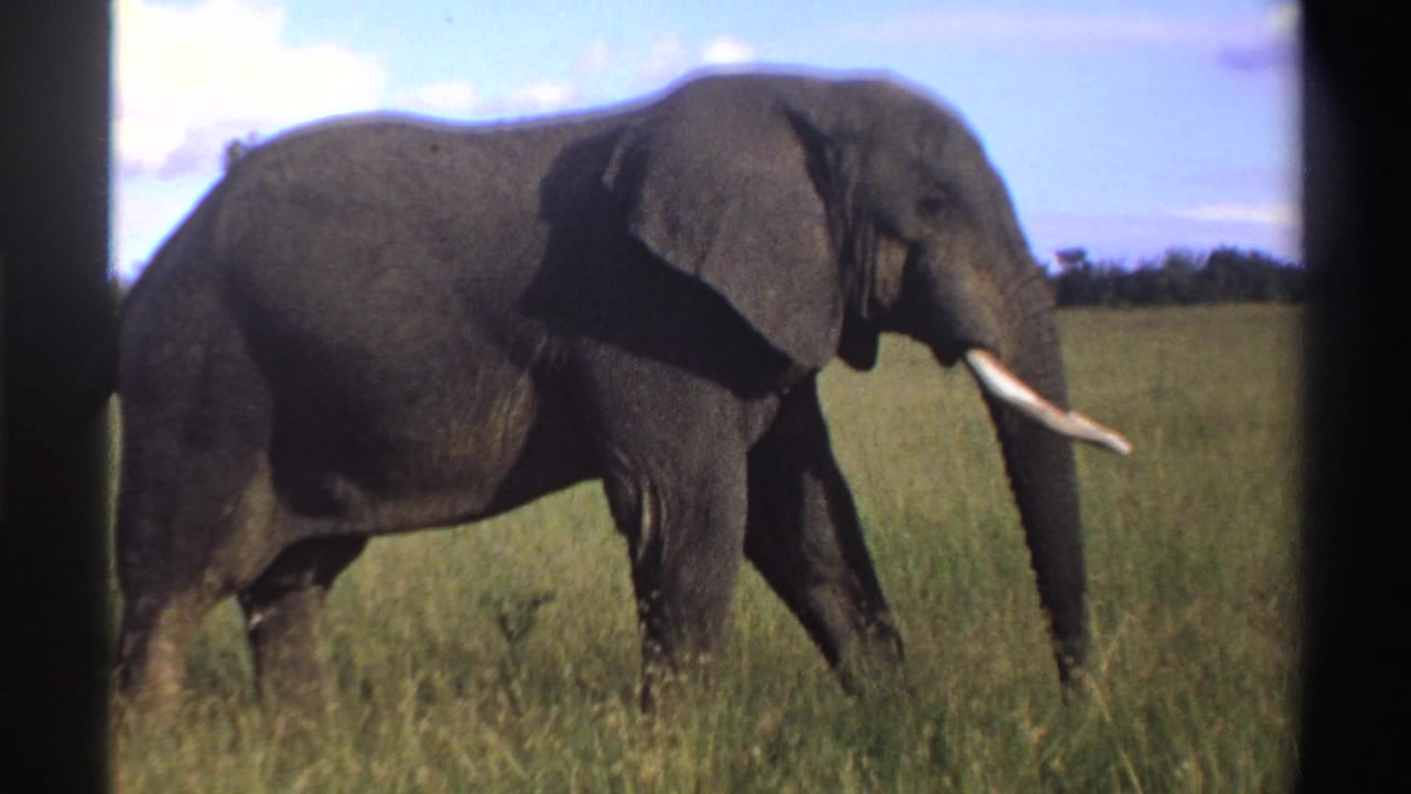 1969 Nigeria 8mm frame of a tusked elephant in profile moving across sunlit grassland.