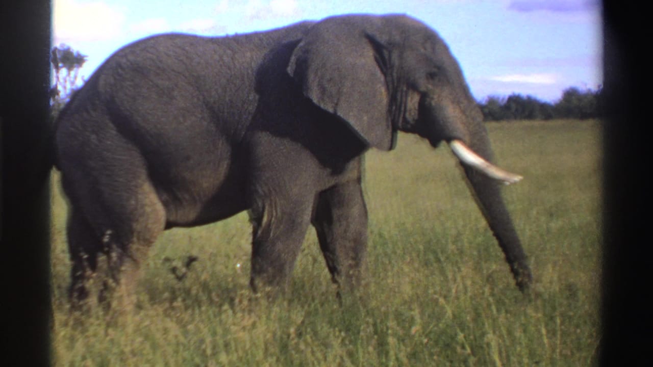 1969 Nigeria 8mm frame showing a close view of a lone elephant stepping through dense grass.