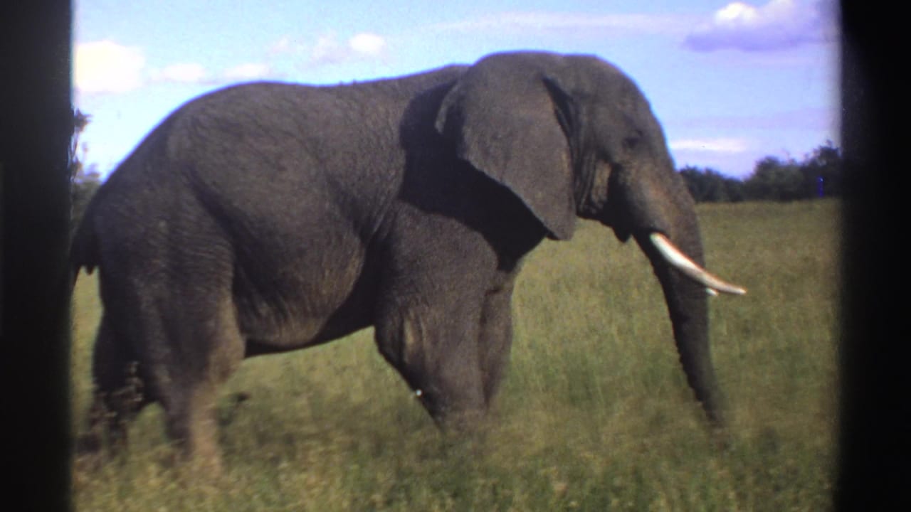 1969 Nigeria 8mm frame of a lone elephant walking rightward through savanna grass with distant trees.