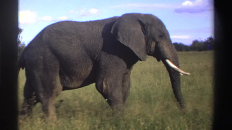 1969 Nigeria 8mm frame of a lone elephant walking rightward through savanna grass with distant trees.