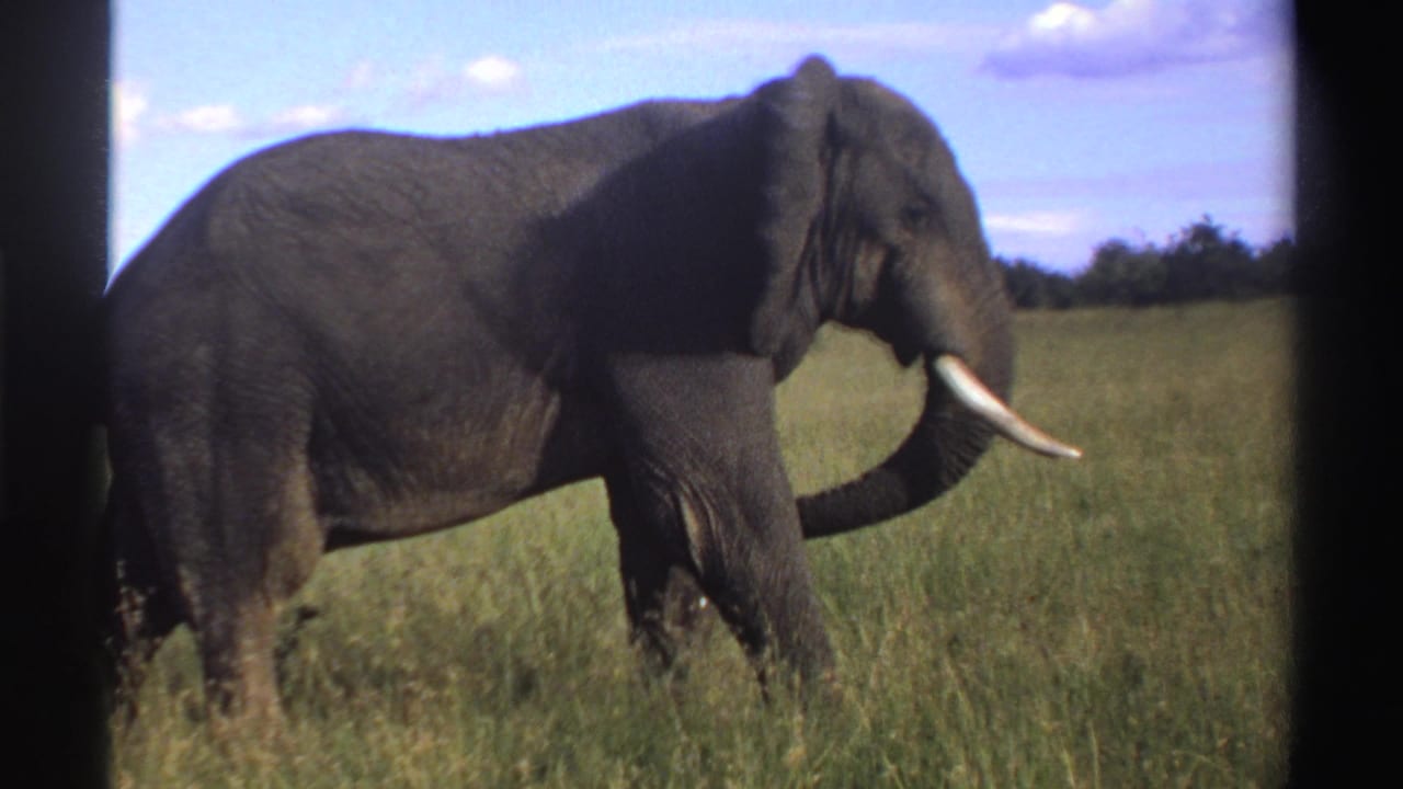 Tusked elephant walking through tall grass under a blue sky.