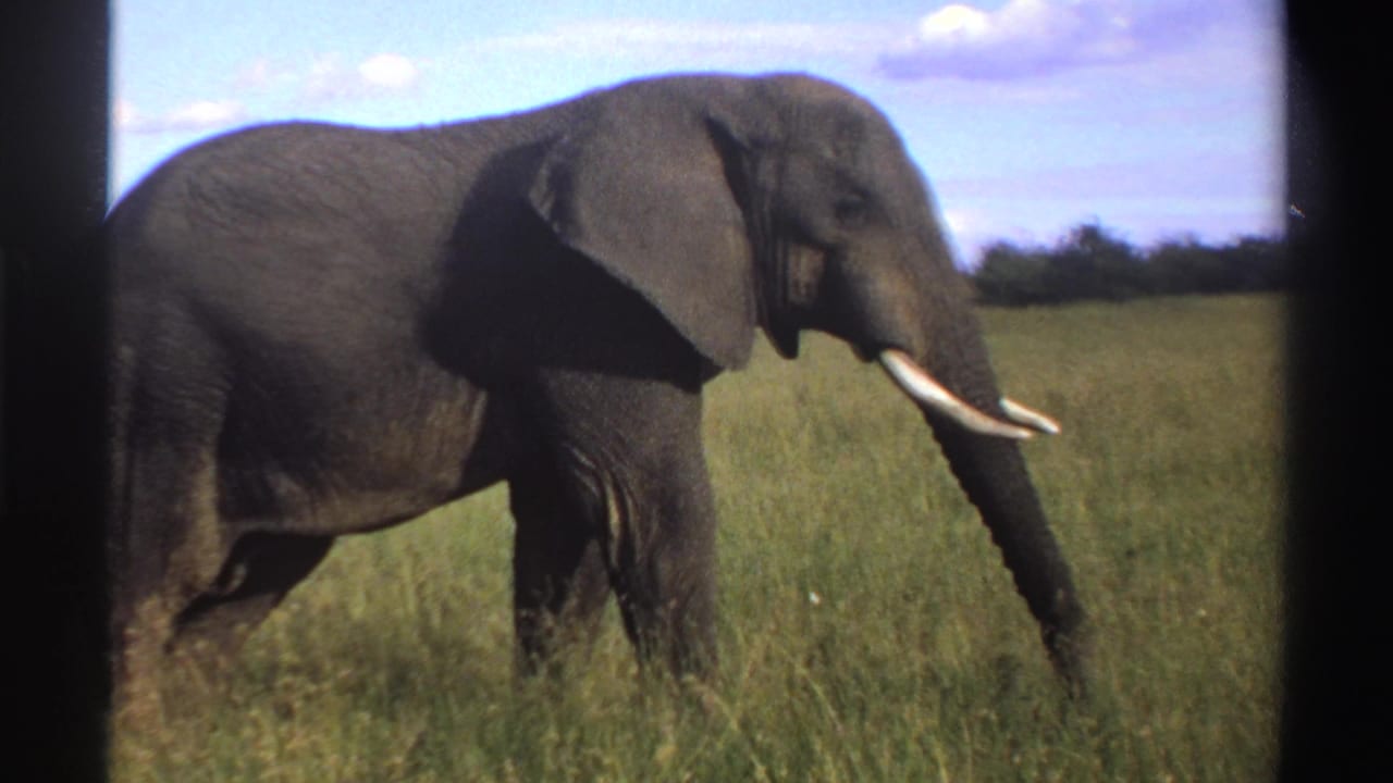 1969 Nigeria 8mm frame showing a side view of an elephant stepping through grass, with large ear and tusks visible.
