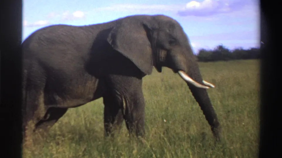 1969 Nigeria 8mm frame showing a side view of an elephant stepping through grass, with large ear and tusks visible.