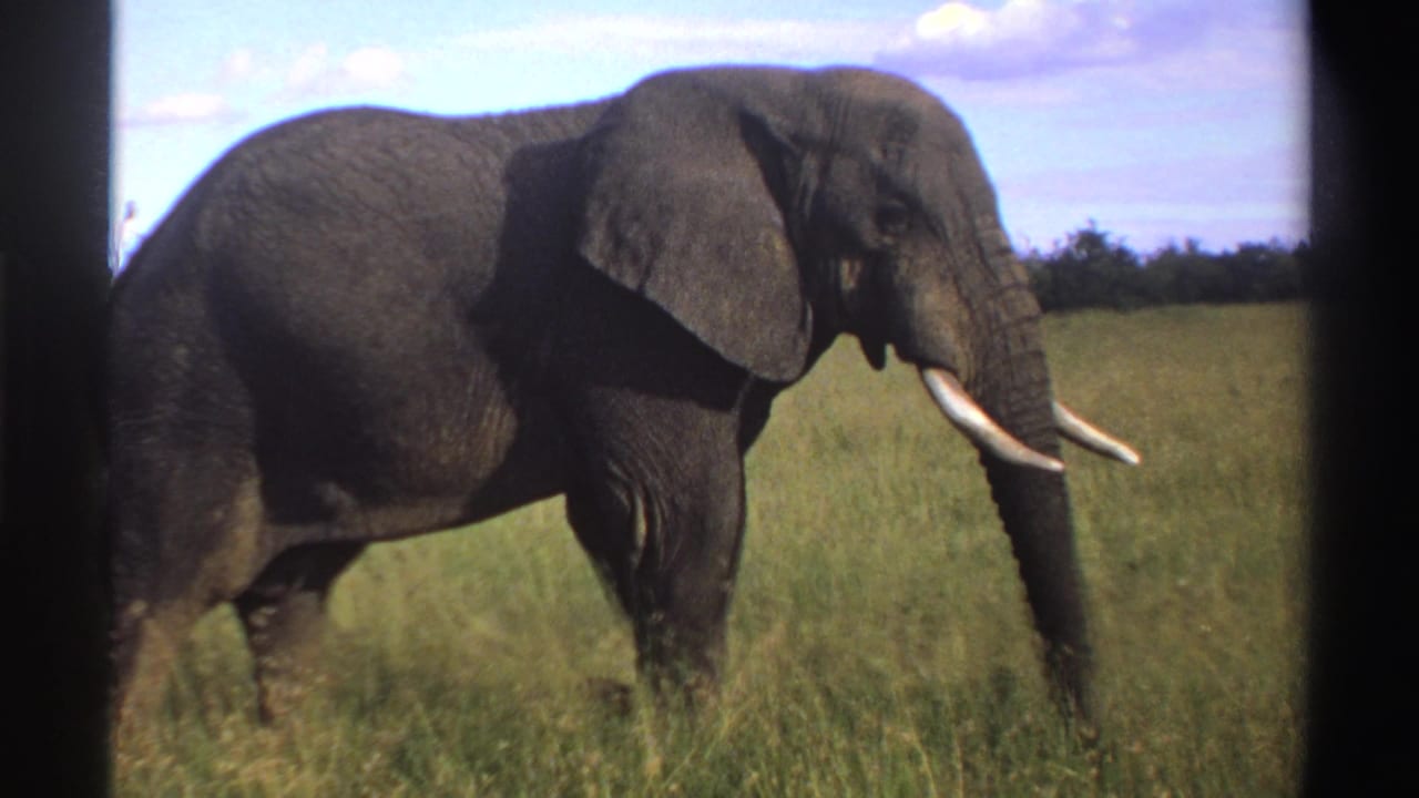 1969 Nigeria 8mm frame with a close side view of the elephant, its ear, trunk, tusks, and wrinkled skin visible.