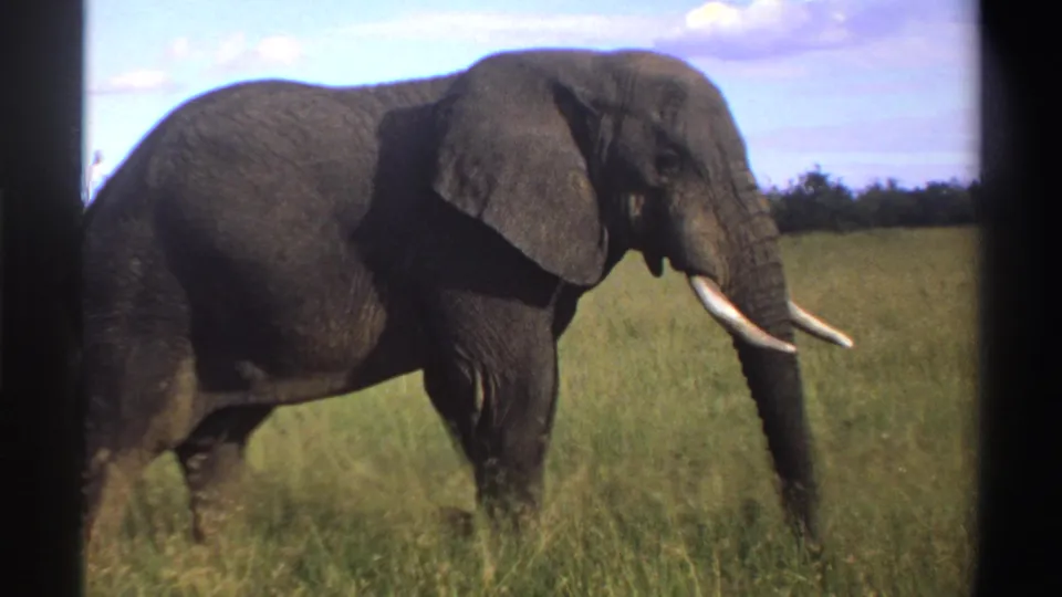 1969 Nigeria 8mm frame with a close side view of the elephant, its ear, trunk, tusks, and wrinkled skin visible.