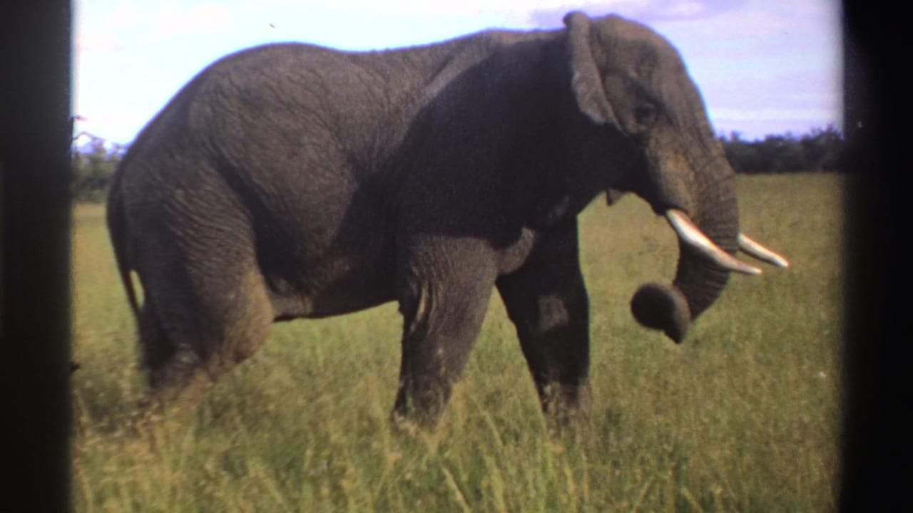 1969 Nigeria 8mm frame of the elephant mid-stride in grassland, with tusks, trunk, and raised front foot visible.