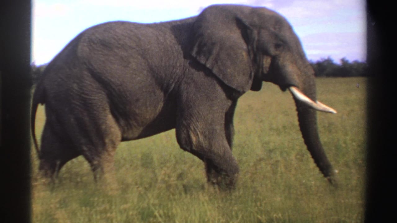 Large gray elephant walking through tall grass with tusks visible.
