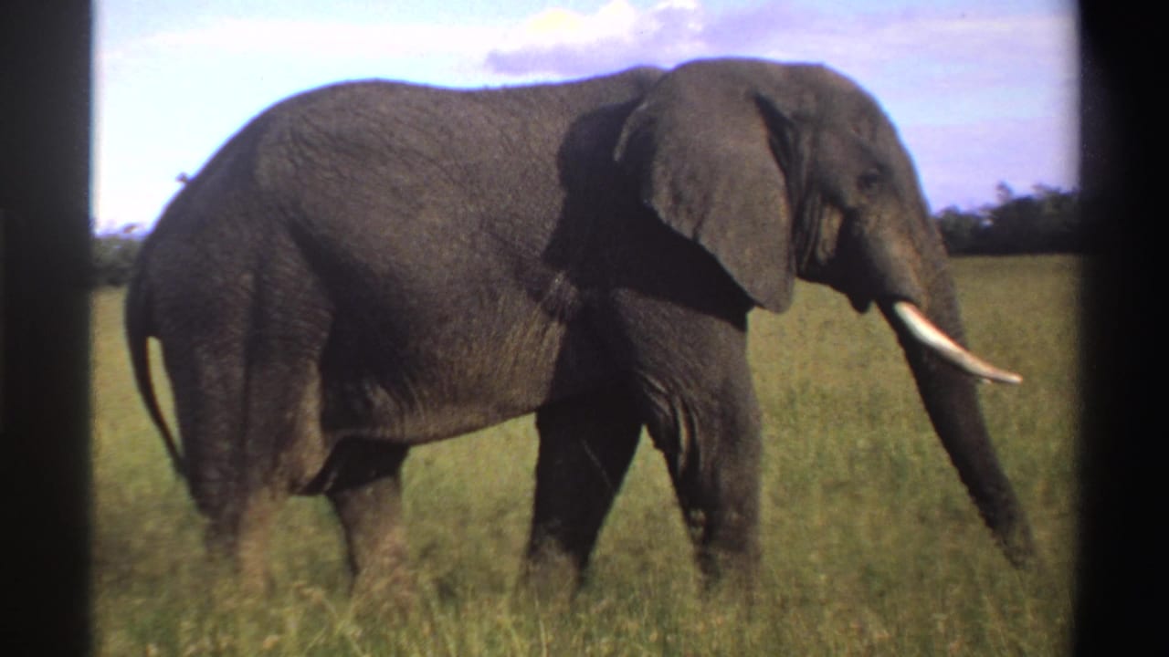 1969 Nigeria wildlife frame showing a gray elephant in profile, trunk lowered and tusk catching light in the savanna.