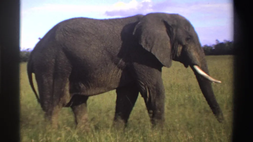 1969 Nigeria wildlife frame showing a gray elephant in profile, trunk lowered and tusk catching light in the savanna.