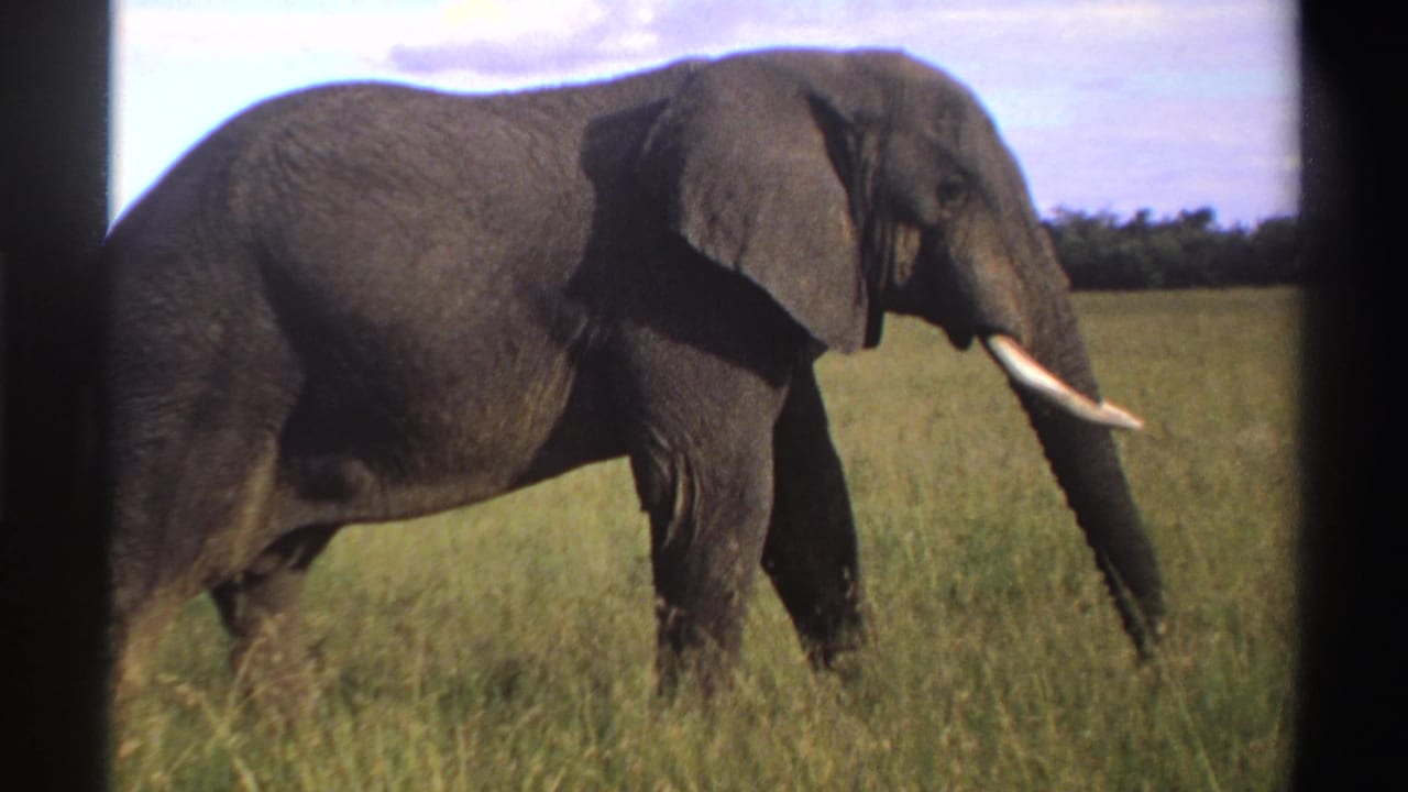 1969 Nigeria 8mm frame with a closer side view of the elephant, showing its ear, tusk, trunk, and grass around its legs.