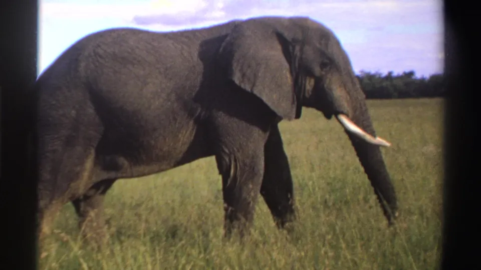 1969 Nigeria 8mm frame with a closer side view of the elephant, showing its ear, tusk, trunk, and grass around its legs.