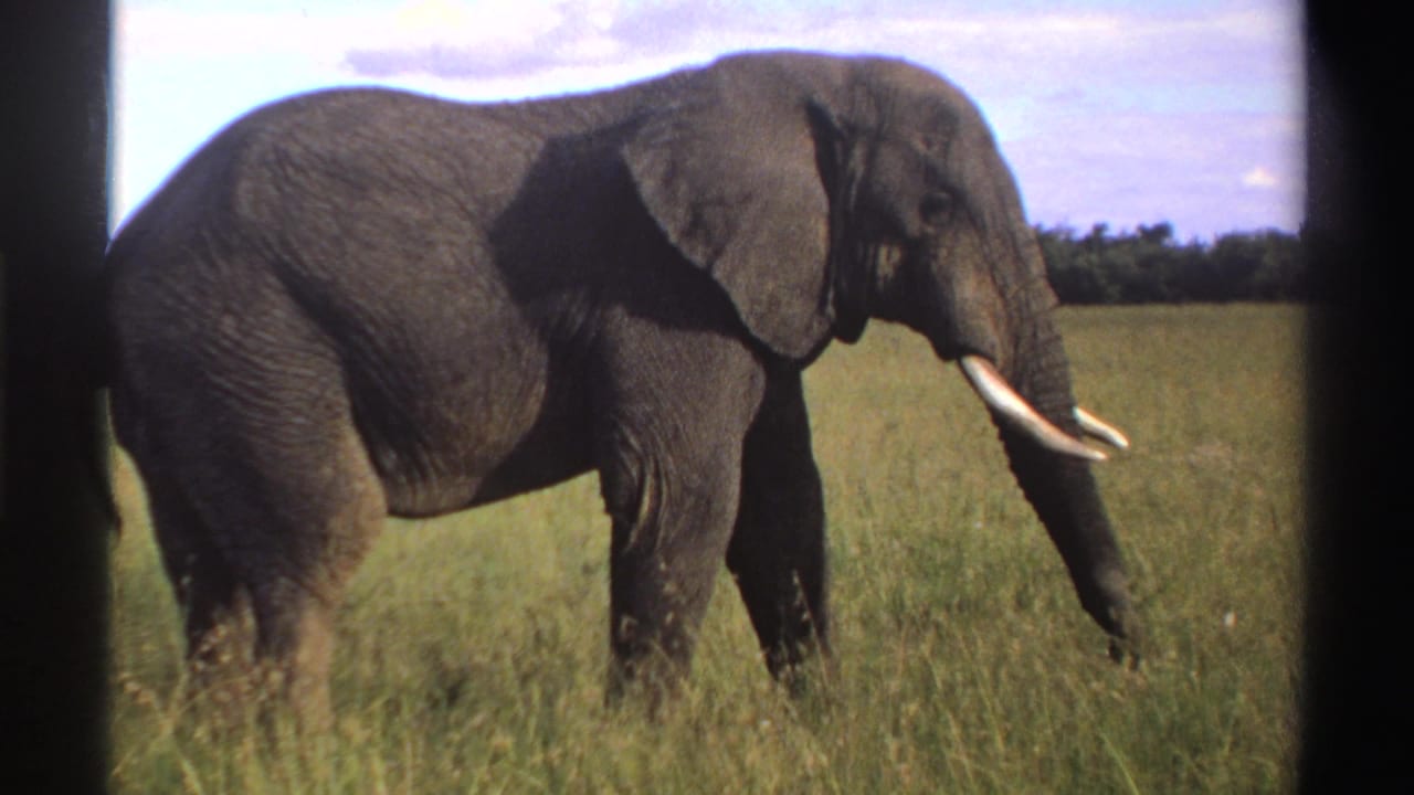 1969 Nigeria frame of the elephant moving through tall grass, with its tusk, trunk, broad ear, and tail visible.