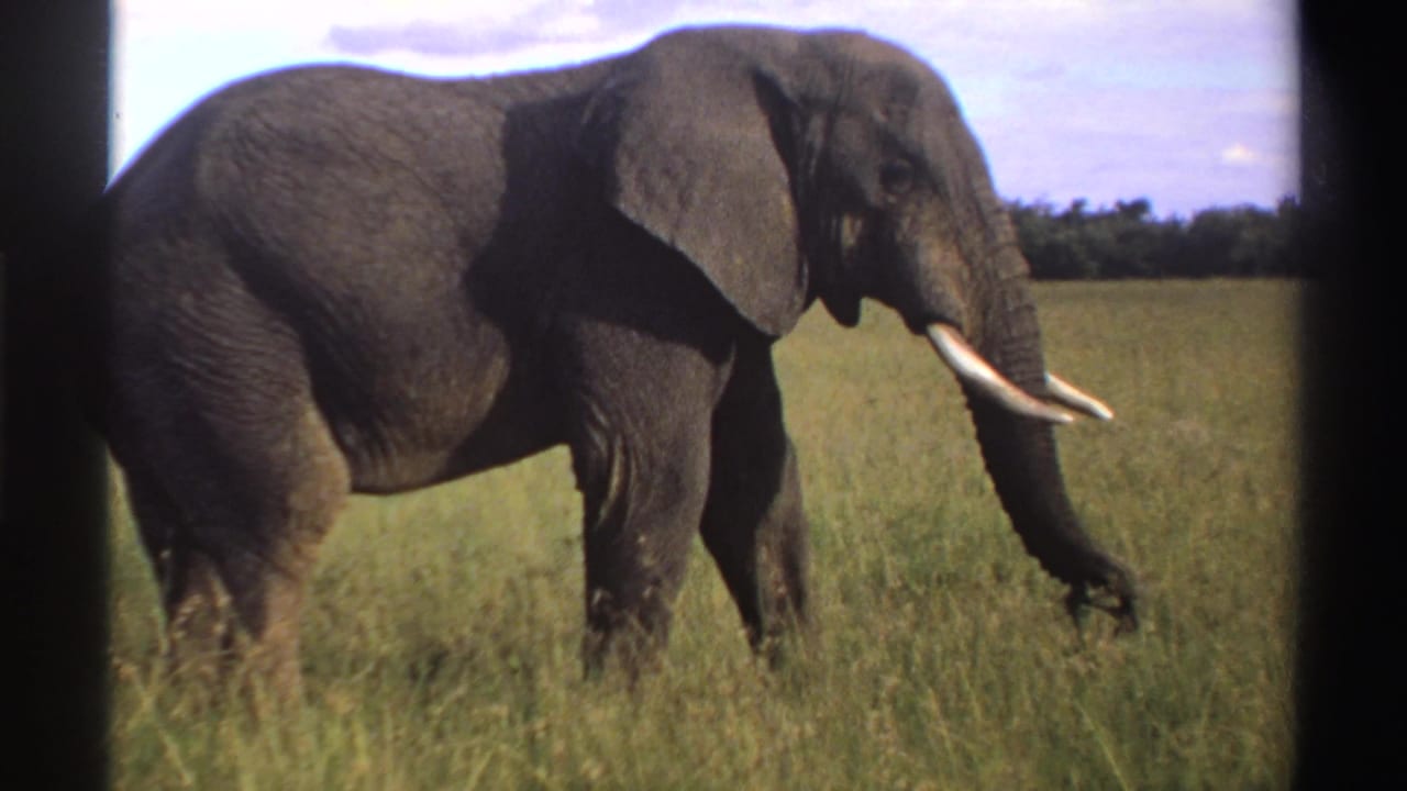 Tusked African elephant standing in tall green grass with a treeline and sky behind it.