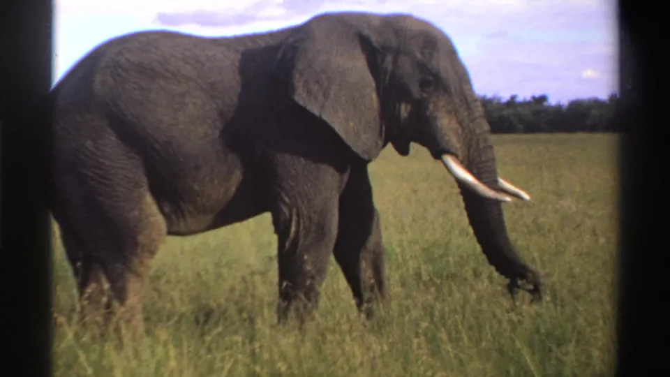 1969 Nigeria 8mm frame showing a tusked elephant in profile, feeding in tall grass under a bright sky.