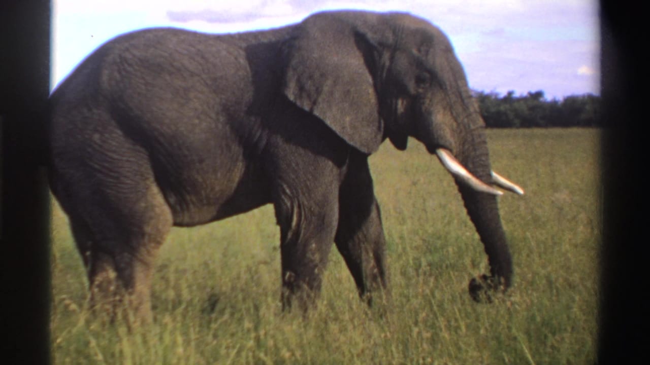 1969 Nigeria 8mm frame of a tusked elephant lowering its trunk while moving through green grassland.