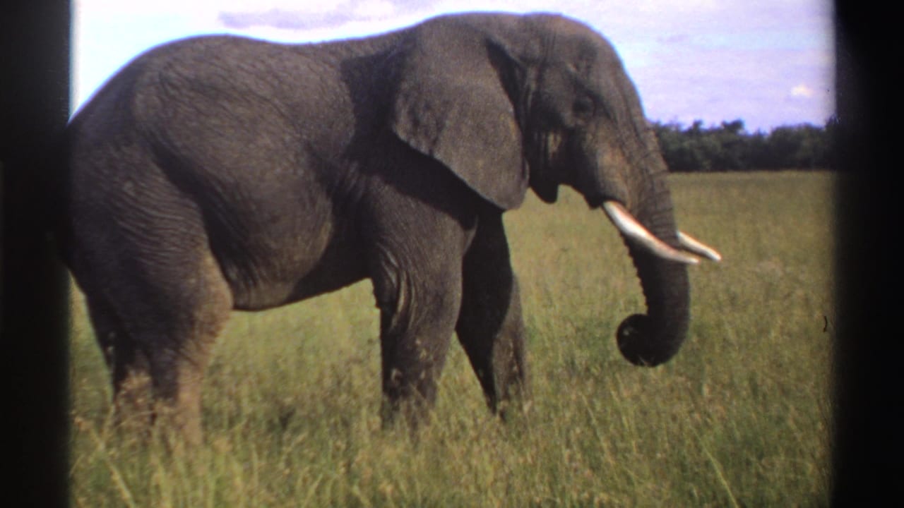 1969 Nigeria 8mm frame showing a tusked elephant with its trunk curled while standing in tall grass.