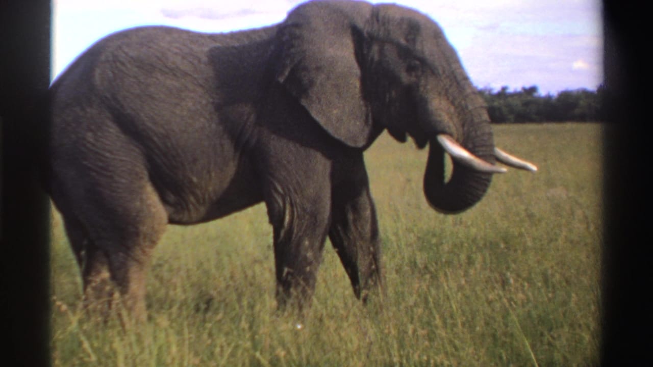 1969 Nigeria 8mm frame of a tusked elephant raising its trunk in a grassy field with trees in the distance.