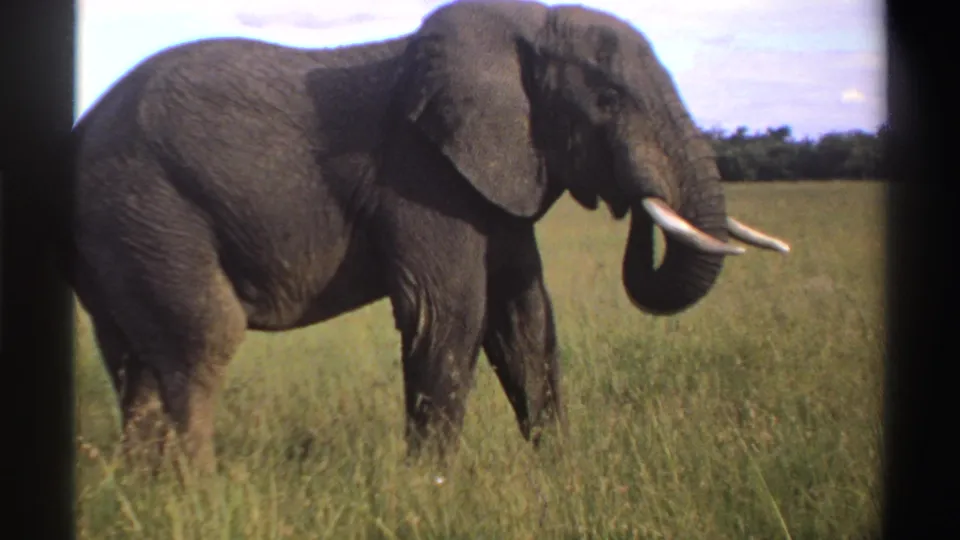 1969 Nigeria 8mm frame of a tusked elephant raising its trunk in a grassy field with trees in the distance.