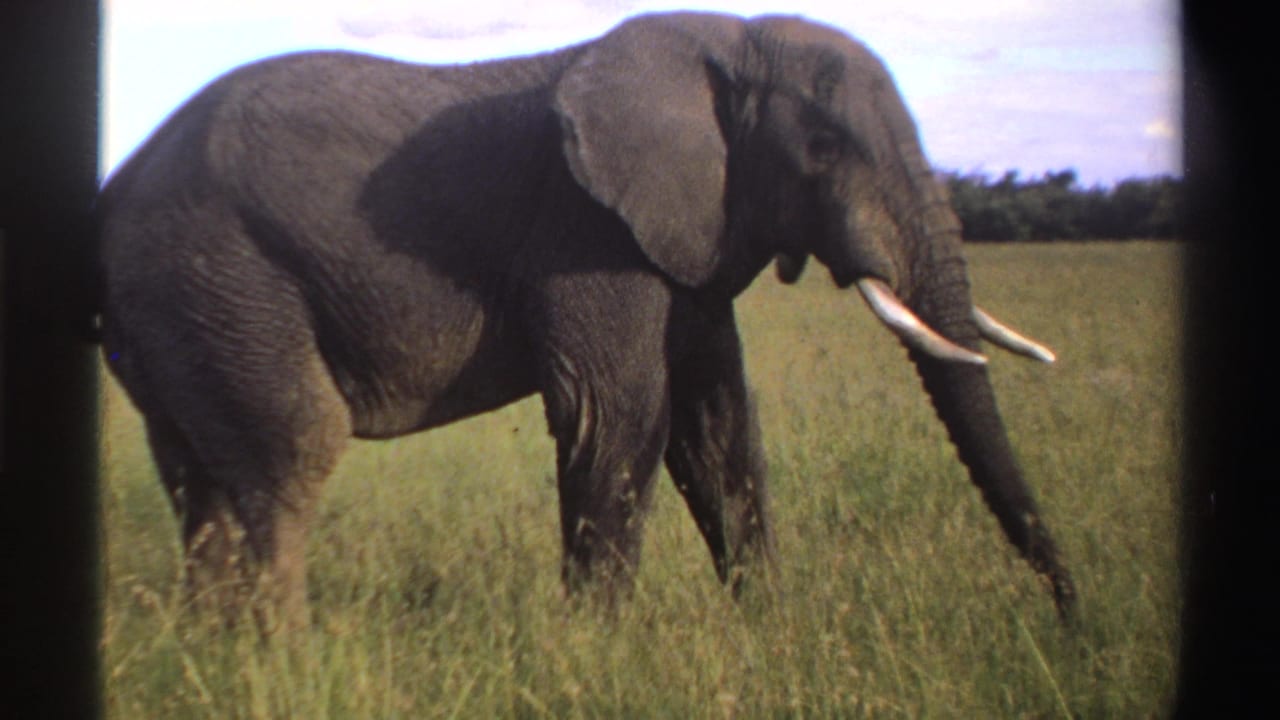 Tusked elephant walking through tall grass with a distant tree line behind it.