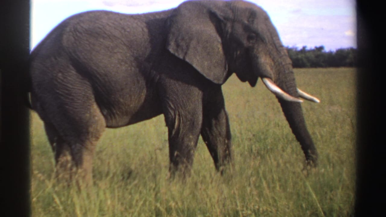 1969 Nigeria 8mm frame of a tusked elephant in open grassland, seen broadside with a low tree line in the distance.