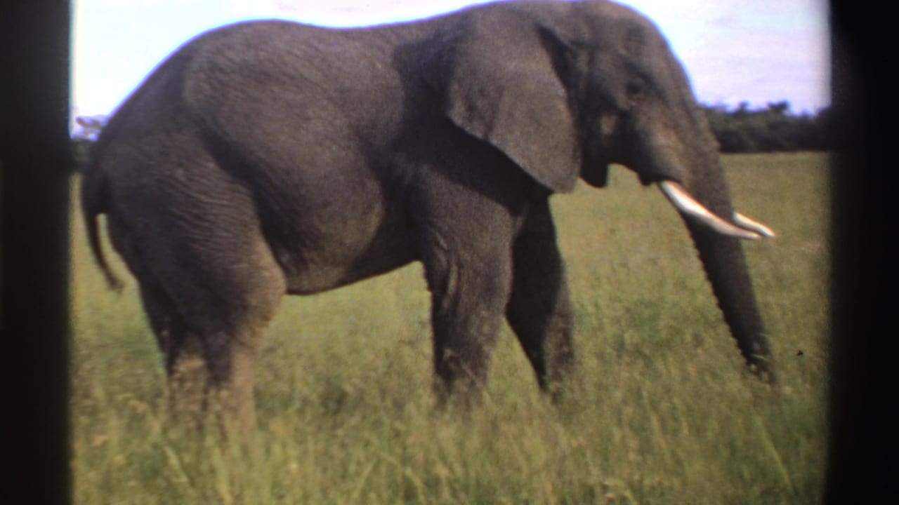 1969 Nigeria 8mm frame showing the elephant continuing through tall grass, with soft handheld focus and a distant dark tree line.